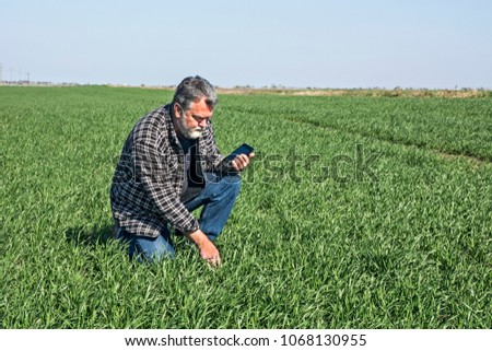 The farmer and field check the quality of wheat using the tablet to calculate.