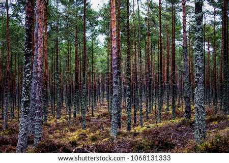 lossiemouth forest scotland
