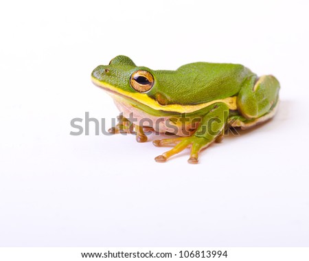 Tree frog on white background with shadow