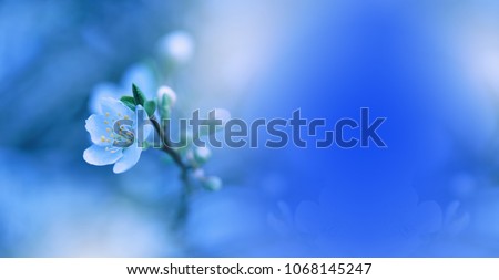Beautiful Spring Nature Blossom Web Banner or Header.Tranquil Abstract Closeup Macro Photography.Floral Art Design.Blurred space for text.Creative Artistic Blue Background.Classic Blue Pantone 2020.