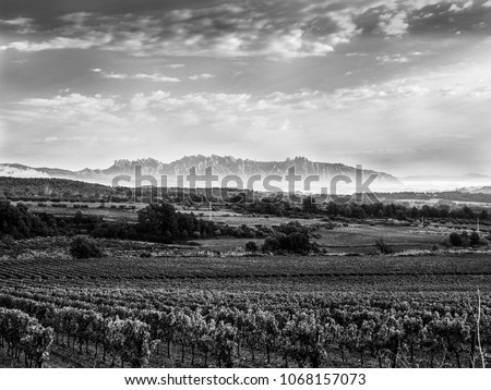 Vineyards in the penedes, Catalonia. To the bottom mountain of Monserrat. Pic in black and white