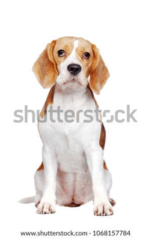 Seriously lookig beagle sitting in a white studio