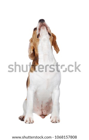 Front view picture of a sitting beagle looking up to the copy space area