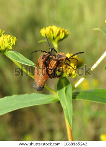 Bugs pairing on a weed plant.