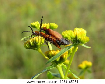 Bugs pairing on a weed plant.
