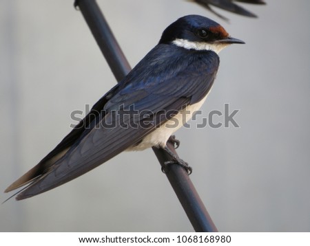 Swallow perched on a cable.