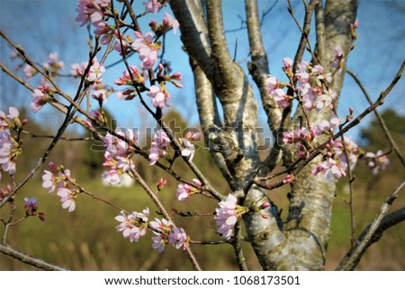 Cherry blossom tree in the spring