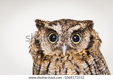 photo of an owl head isolated and in high resolution