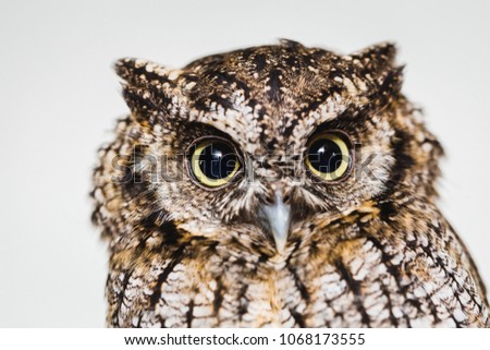 photo in macro and high resolution of an owl, baby owl in high quality, raptor, owl is a beautiful night bird