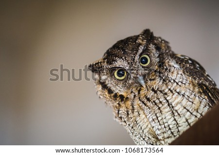 Photo of an owl in macro photography, high resolution photo of owl cub. The owl hides in holes to live