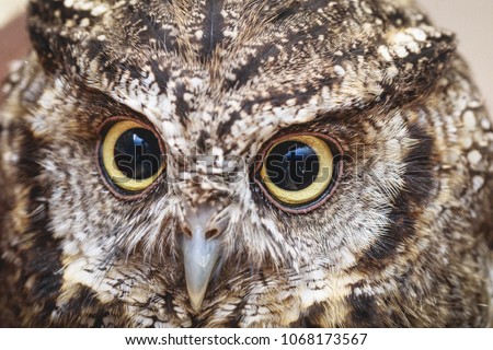 photo in macro and high resolution of an owl, baby owl in high quality, raptor, owl is a beautiful night bird, 
owl head in macro photography