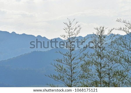 Bamboo tree on mountain background.