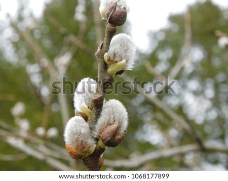 Closeup White Fluffy Pussy Willow Flower Growing on Branch in Spring