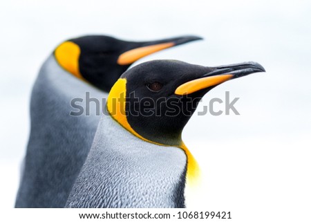 Portrait of a pair of King Penguins, South Georgia, on white background.
