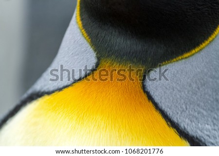 Close-up detail of a King Penguin's colorful neck feathers.