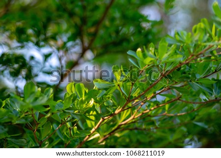 Terminalia Ivorensis tree with green leaves and branch in blurred background. Selective focus.