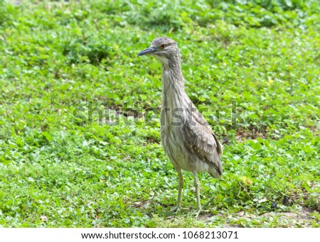 Juvenile black crowned night heron standing up attentively in green grass and clover. The young birds have orange eyes and duller yellowish-green legs.