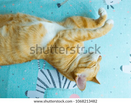 orange cat sleep