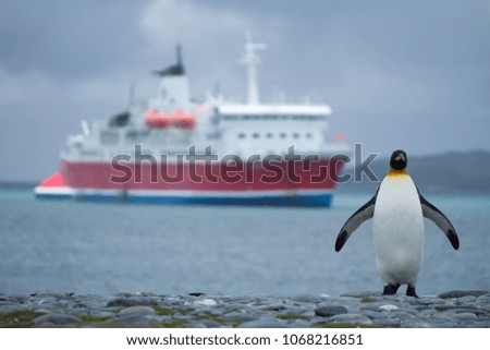King Penguin on a pebble beach, South Georgia with a cruise ship in background.