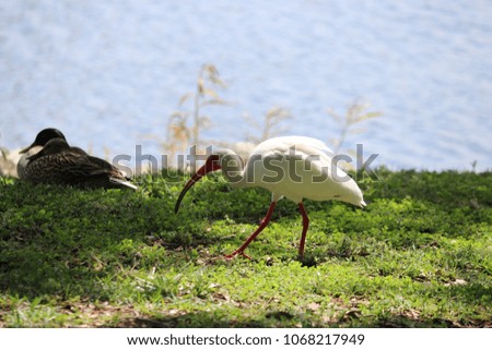 White ibis bird on waterside of blue reflecting water lake with green grass and sunshine.