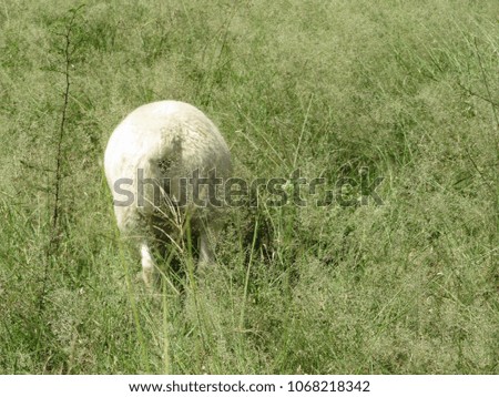 Sheep grazing in the grass.