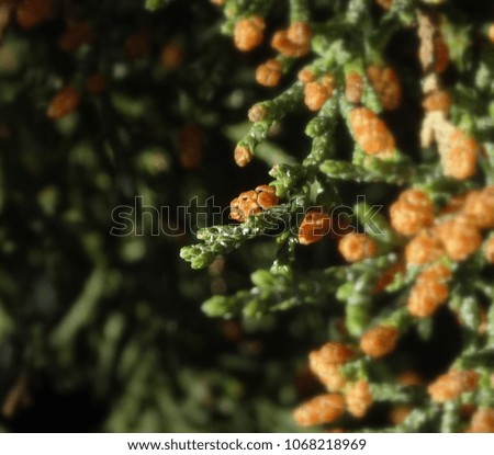 Soft focus close-up abstract photo of a springtime juniper tree bud; Tonto National Forest in Arizona