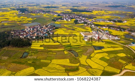 Villages and flower fields in Yanglin Township, Wangjiang
