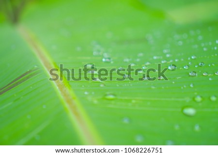 Selective focus water drop on banana leaf abstract background.