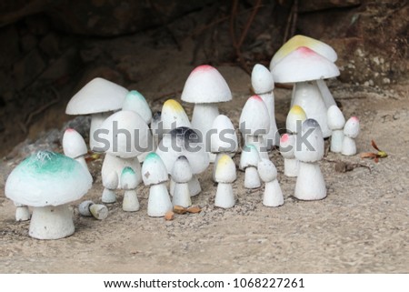mushroom  wild mushrooms   white mushrooms