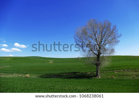 the awakening of nature in the spring, wheat fields landscapes, agricultural pictures,
