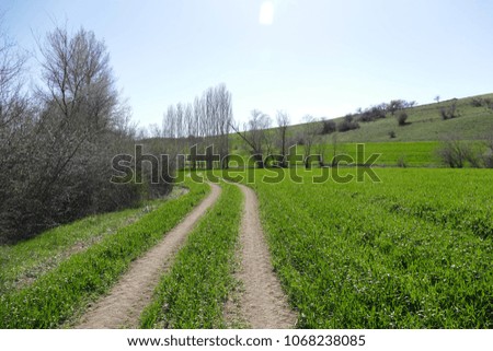 the awakening of nature in the spring, wheat fields landscapes, agricultural pictures,
