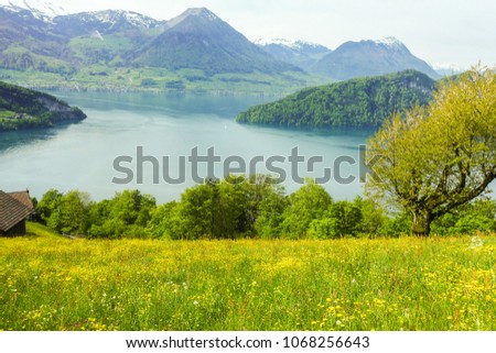 flower field on the lake with mountain background