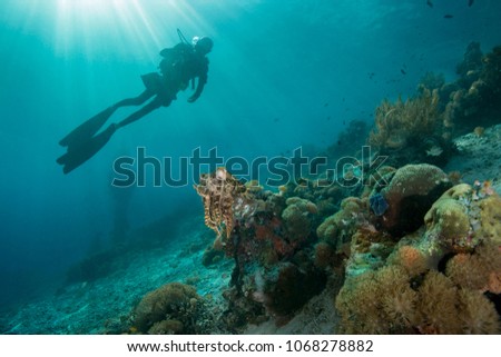 Cuttlefish and diver near soft corals. 
Picture was taken in the Ceram sea, Raja Ampat, West Papua, Indonesia