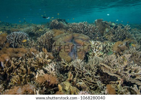 Amazing underwater scene. Beautiful soft and hard corals and Giant clam (Tridacnidae). 
Picture was taken in the Ceram sea, Raja Ampat, West Papua, Indonesia
