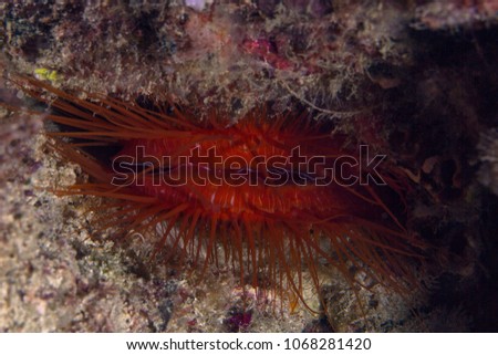 The Red Electric Flame Scallop. Picture was taken in the Ceram sea, Raja Ampat, West Papua, Indonesia