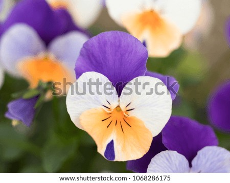 Colorful viola flowers