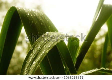 Fresh Plant With Waterdrops
