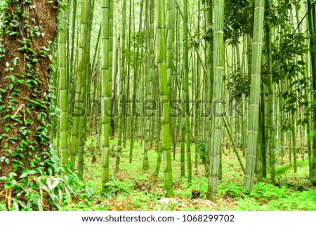 Beautiful bamboo land
