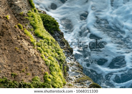 Green sea moss on rocks with sea waves. Close-up shots