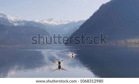 Swan landing in the lake