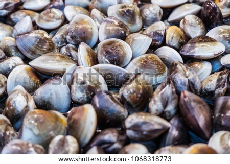 Fresh enamel venus shell in fish market, Thailand. Close up Seashells 