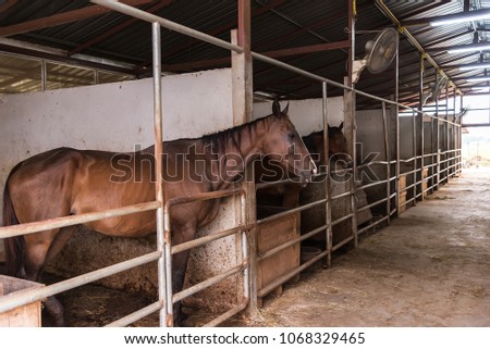 Head of horse looking over the stable doors on the background of other horses.Horse in the farm