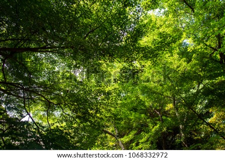 Komorebi beautiful light through green leaves Royalty-Free Stock Photo #1068332972