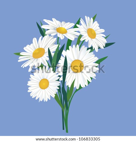 flower bouquet isolated. chamomile white bouquet. white wedding circle bouquets.  vector background.