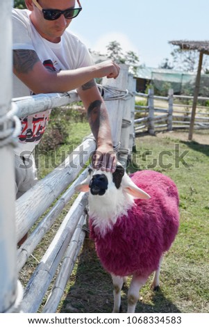 Communication, relations and feelings between human and animal. Brutal rock star male with many tattoo on his body emotes tenderly to pink and white sheep with black spots on face. Romantic picture.
