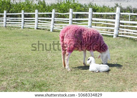 Mother and child. Animals and nature concept. White and pink sheep and little baby mammal spend warm summer day in green field eating grass in clean and modern village farm in the North of Thailand.