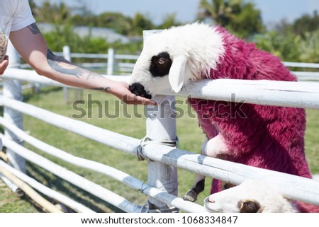 Human and nature relations concept. Man in white t-shirt with tattoo on arm feeding sheep painted in pink color. Outdoor authentic shot of brutal male and cute funky mammal spending time together.