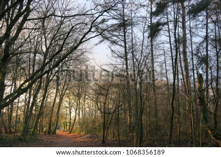 Wageningen forest when autumn , pine tree and other tree good for wallpaper. 