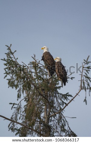 Two mature Eagles sitting on top of a tree