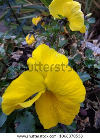 Close up of pot of bright yellow pansies in full bloom in English country garden Viewed from above with greenery and stone patio behind